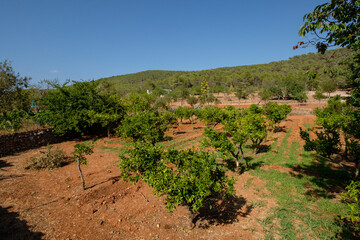 Fototapeta na wymiar viña de cepa baja, Ets Amunts, Ibiza, balearic islands, Spain