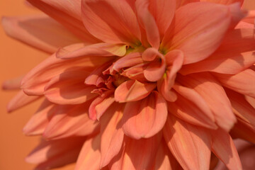 blooming coral red dahlia
