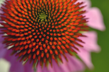 beautiful  summer flower