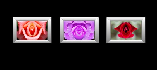 Composition of 3 silver frames with photos of  roses imitating sexual organs, vagina, clitoris, vulva, sex, nature imitating sexuality, black background,