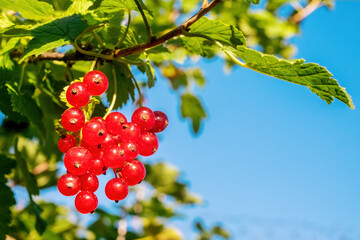 Red currant. A bunch of berries on a background of green foliage and blue sky. Close-up