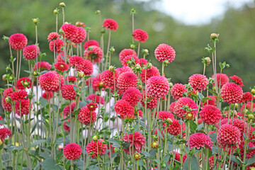 Dahlia ÔZundert Mystery Fox' in flower.