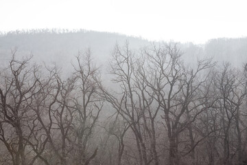 Naked trees in springtime . Forest in the spring . Trees in mist 