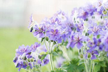 Fototapeta na wymiar Gorgeous purple bohemian geranium. Lilac geranium flowers in the flowerbed. Beautiful background. Pink and violet flowers, buds and leaves. Gardening. Flower bed.