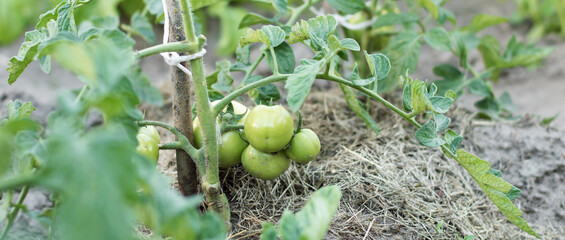 Tomato on a bush. The green tomato ripens on the bush. Green tomato. tomato bush in the garden....