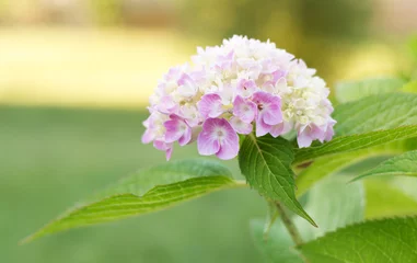 Rolgordijnen Pink hydrangea grows as a shrub in the garden, nature © Volha