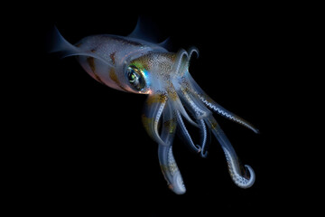Bigfin Reef Squid - Sepioteuthis lessoniana hunts at night. Underwater life of Tulamben, Bali, Indonesia.