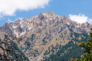 Beautiful view of the Italian French Alps between Italy and France with fir trees forest and blue sky