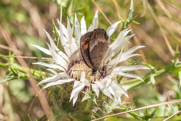 Beautiful orange and black butterfly feeding on a carlina acaulis or carline thistle flower. Close up, soft focus background