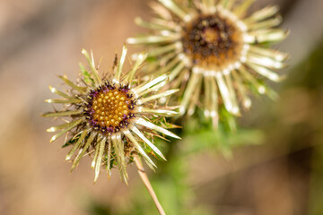 Beautiful carlina acaulis or carline thistle flower, perennial dicotyledonous flowering plant in the family Asteraceae, native to alpine regions of central and southern Europe, close up