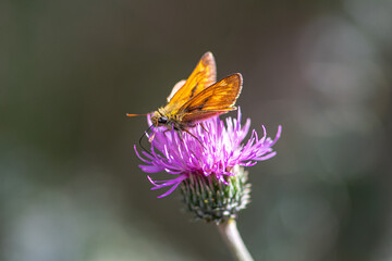 Beautiful orange and black skipper butterfly feeding on purple pink flower. Close up, soft focus...