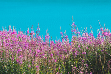 Chamaenerion angustifolium, perennial herbaceous flowering pink plant and flowers in the willowherb family Onagraceae growing on the Alps, with a blue lake on background