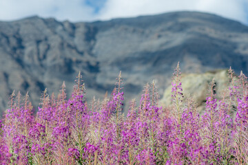 Chamaenerion angustifolium, perennial herbaceous flowering pink plant and flowers in the willowherb...