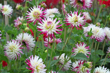 Obraz premium Dahlia 'Josudi Neptune' in flower