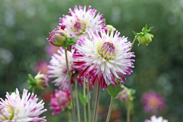 Dahlia 'Josudi Neptune' in flower