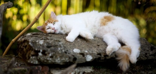 Chat couche sur une pierre dans la nature en campagne