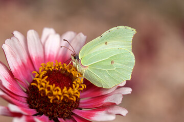 Beautiful butterflies sit on flowers and drink nectar.