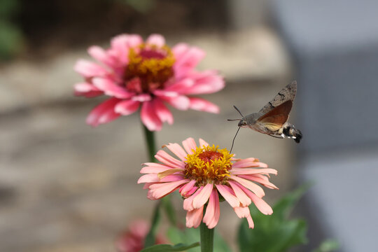Hawk-winged hummingbird butterfly flies to a beautiful zinnia flower