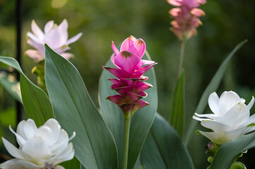 Commonly called Siam Tulip or Tulip Ginger, Curcuma alismatifolia is a tropical to sub-tropical flowering plant with rhizome root. Several different colored hybrids on display