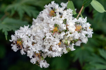 White hybrid of Lagerstroemia indica, the crape myrtle (also crepe myrtle) is a species of flowering plant in the genus Lagerstroemia of the family Lythraceae. It is native to the India