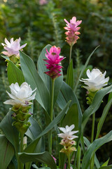 Commonly called Siam Tulip or Tulip Ginger, Curcuma alismatifolia is a tropical to sub-tropical flowering plant with rhizome root. Several different colored hybrids on display