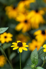 Rudbeckia triloba, the browneyed or brown-eyed susan, thin-leaved coneflower or three-leaved coneflower, is a summer flowering plant