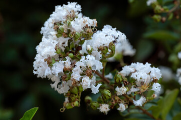 White hybrid of Lagerstroemia indica, the crape myrtle (also crepe myrtle) is a species of...