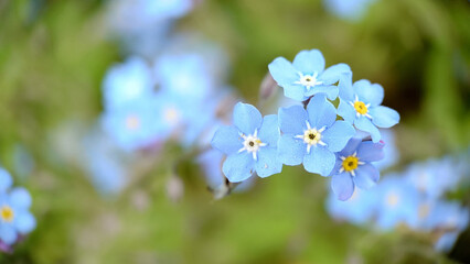 Small blue petals of forget-me-nots flowers close-up