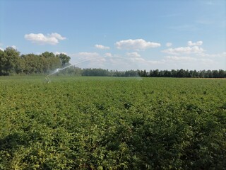 irrigation of field