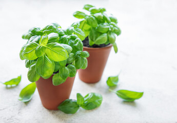 Young fresh basil in pots.