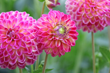 Dahlia Hapet Daydream in flower.