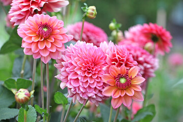 Dahlia 'Salmon Runner' in flower © Alexandra