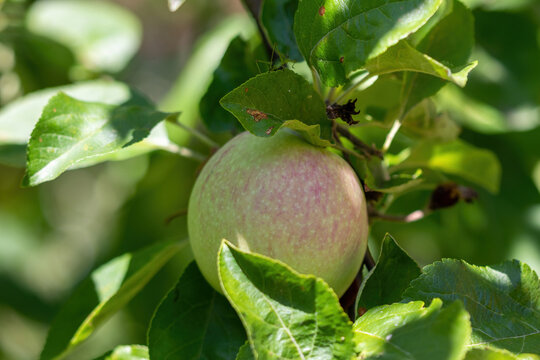 Apple Tree With Ripe Red And Yellow Apples.