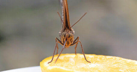 Close-up on a brown butterfly