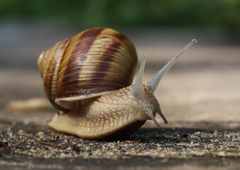 snail on the stone, grape slug on a wooden board in a nice pose with extended antennae