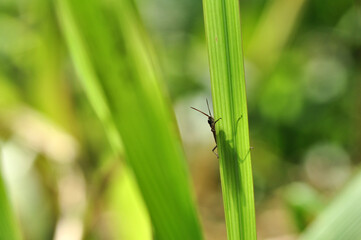 Grasshopper peeking behind the green leaves backlight