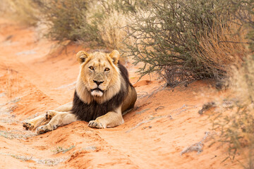 Big male Kalahari lion with black mane, Panthera leo vernayi, laying on red sand in Kalahari...