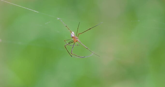 足を動かす蜘蛛　マクロ  |  Spider moving its legs