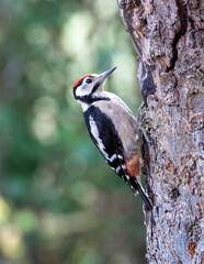 juvenile male great spotted woodpecker on tree