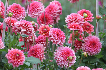 Dahlia 'Salmon Runner' in flower