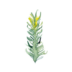 Obraz premium Watercolor aquarium plant isolated on white background. Cartoon underwater herb, grass for fish tank or terrarium. Aquatic flora for greeting cards, logo, kids design, print