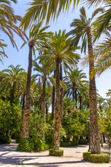 Obraz na płótnie Canvas Beautiful landscape of Elche. Municipal park with tall palm trees and green gardens. Mediterranean coast. Paradise with palm trees.