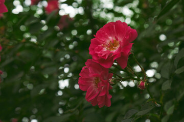 Obraz premium Pink rose on a dark green background. High quality photo