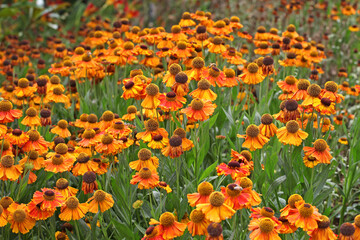 Helenium 'Sahin's Early Flowerer'  in flower.