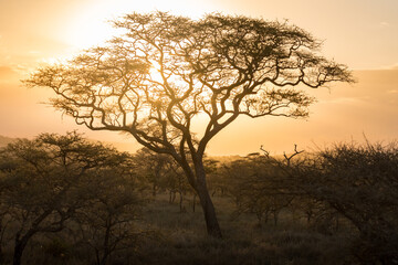 Naklejka na ściany i meble Acacia trees backlit in the vast grasslands of Serengeti National Park. Tanzania.