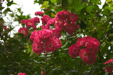 Pink rose on a dark green background. High quality photo