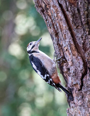 juvenile male great spotted woodpecker on tree