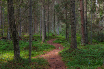 Fototapeta premium Pine forest. Summer daytime. Estonia.