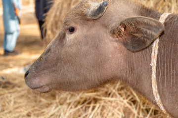 Fototapeta premium Young buffalo staring at people