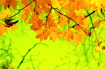 Autumn leaves on the green